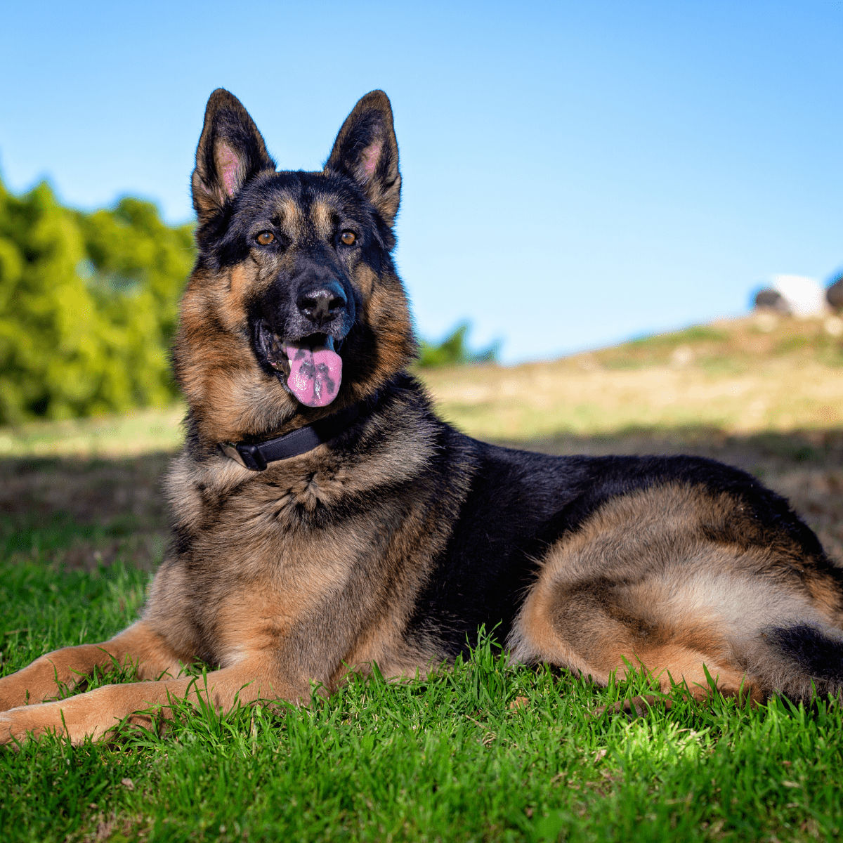 Dog Chow Cchr Mn Y Pqn 24Kg